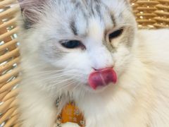 -藏猫猫咖啡主题馆(中央大道店)