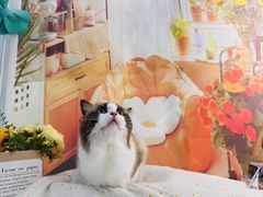 -爱洗澡的猫(望京店)