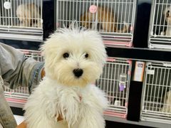 -翊宠yipet猫狗购宠庄园犬舍•猫舍