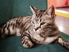 -喵屿·大理花园猫咖