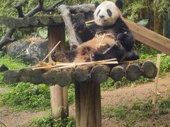 -广州长隆野生动物世界