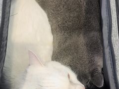 -艾吉宠物医院·疑难杂症转诊中心·猫友好(碧江路院)