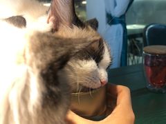 -喵喵咪呀布偶猫咖(春熙路店)
