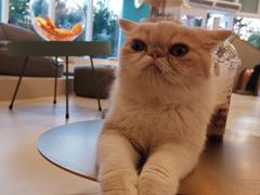 -飞行喵MR PILOT|猫舍·猫咖(静安大融城店)