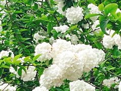 -白塘生态植物园