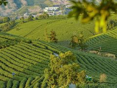 -帐篷客·溪龙茶谷度假酒店