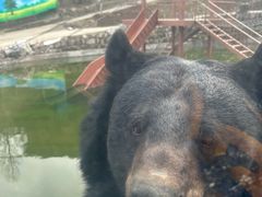 -栾川竹海野生动物园