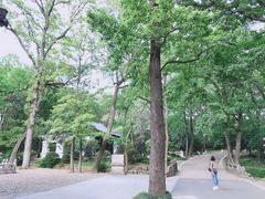 -灵谷景区