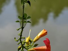 -范蠡湖公园