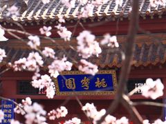 -桃花堤公园
