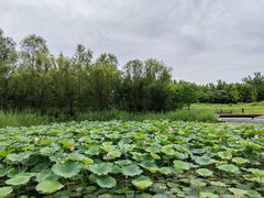 -翠湖国家城市湿地公园