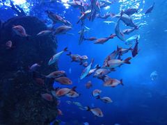 -芜湖新华联大白鲸海洋公园