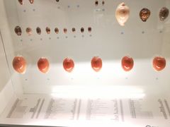 -青岛贝壳博物馆