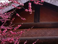 -苏州上方山国家森林公园