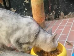 -猫咪博物馆(顶澳仔猫街店)