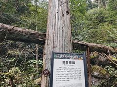 -天目山大树王景区