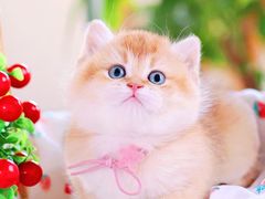 -十年猫舍·猫咪专门店(普陀店)