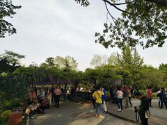 -嘉定紫藤园