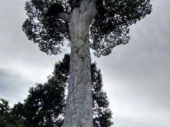 -帕辛寺