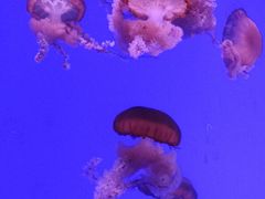 -瑞普利水族馆