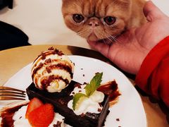 -飞行喵MR PILOT|猫舍·猫咖(静安大融城店)