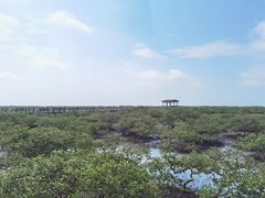 -北海金海湾红树林生态旅游区