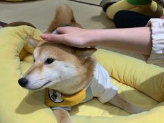 -逗柴咖啡屋·狗咖猫咖宠物桌游