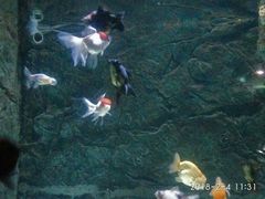 -苏州海洋馆