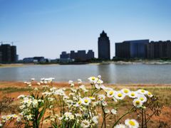 -金沙湖公园