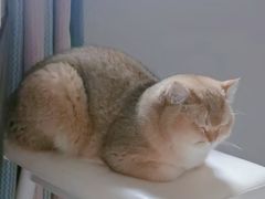 -柚子猫舍·精品猫舍购猫·猫咪认养·购宠·宠物店