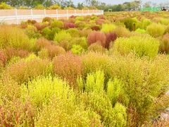 -天津东丽湖风景区