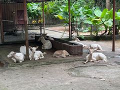 -深圳野生动物园