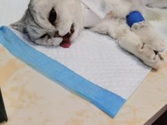 -纳吉亚猫专科动物医院博雅分院