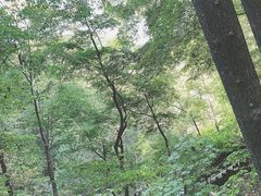 -天女山森林公园