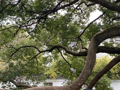 -西园戒幢律寺
