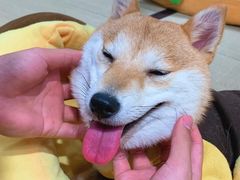 -逗柴咖啡屋·狗咖猫咖宠物桌游