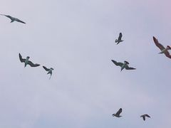 -长岛万鸟岛