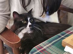 -有猫主题·治愈系猫咖(曾厝垵店)