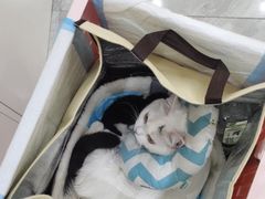 -德元·美联众合24小时动物医院(总院)