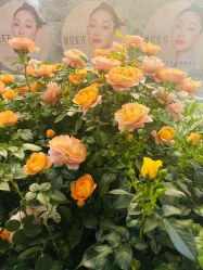 -花隐·美芙炫海菲秀皮肤管理中心