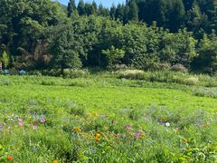 -武陵山森林公园