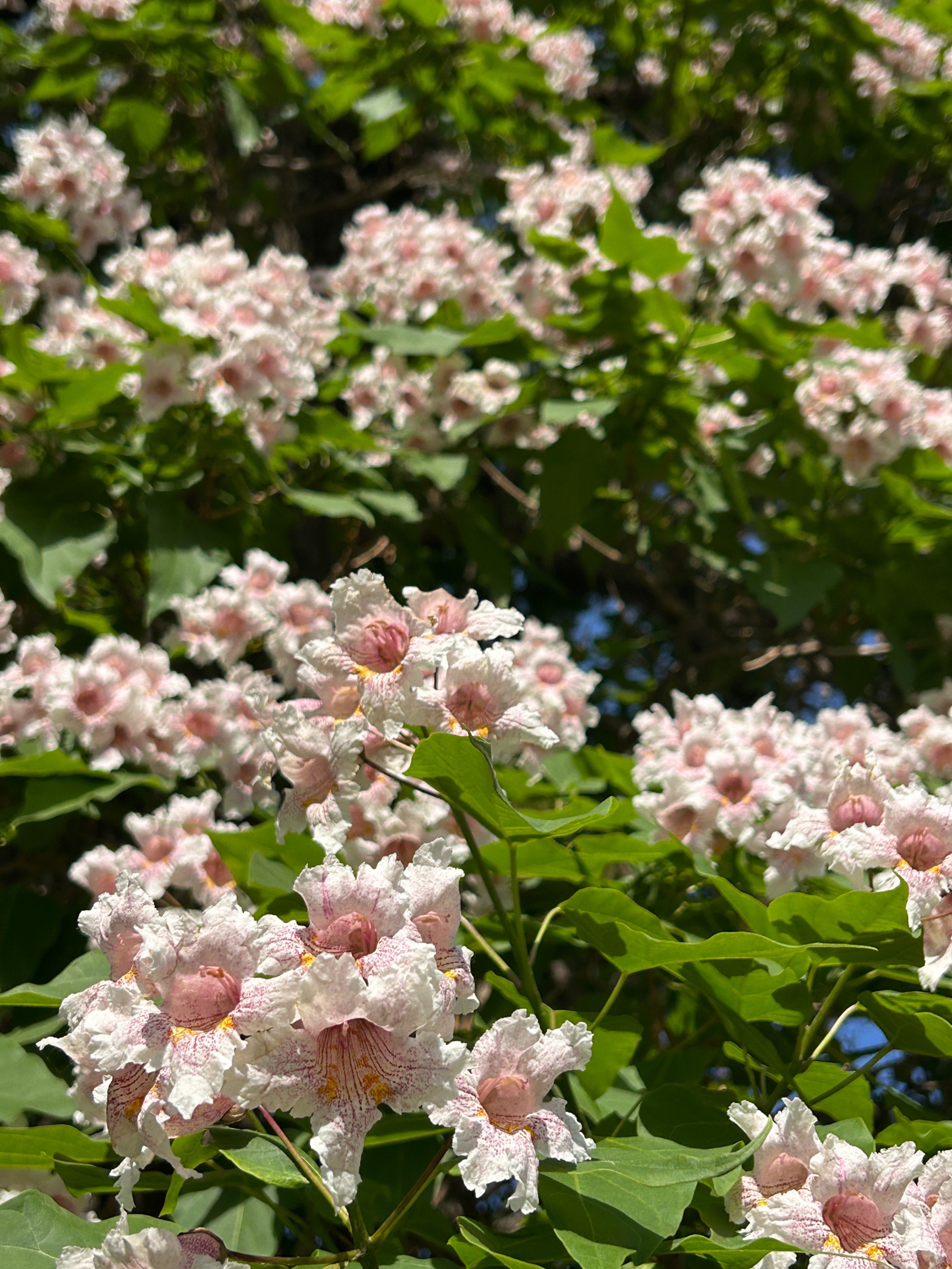 油炸楸树花图片