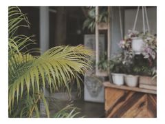 -Rainforest