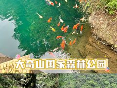 -大奇山国家森林公园