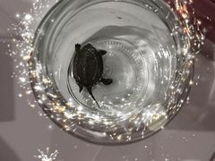 -太原东方动物医院(小店分院)