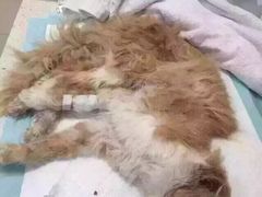 盛京一禾-盛京一禾