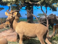 -国家自然博物馆