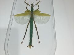 -上海昆虫博物馆