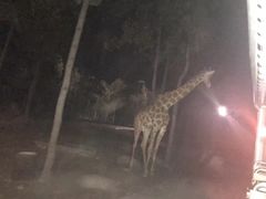 -清迈夜间动物园