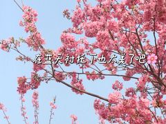 -天适樱花悠乐园